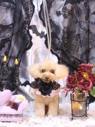 20231014こむぎちゃん